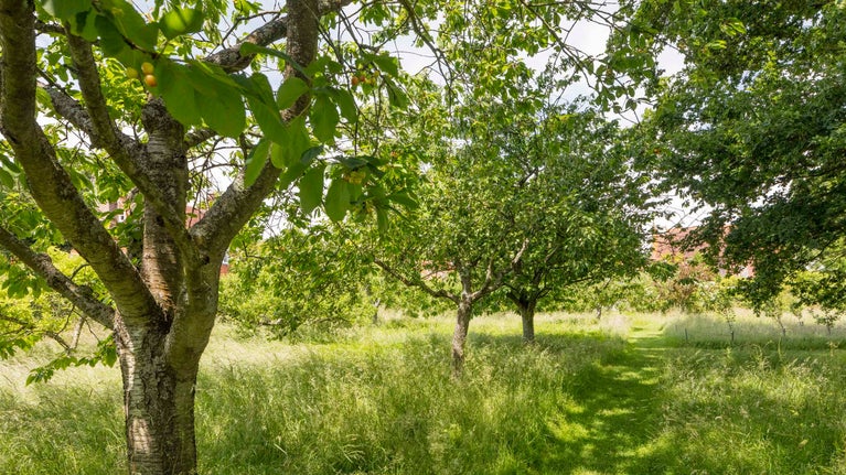 The orchard at Smallhythe Place showing leafy trees